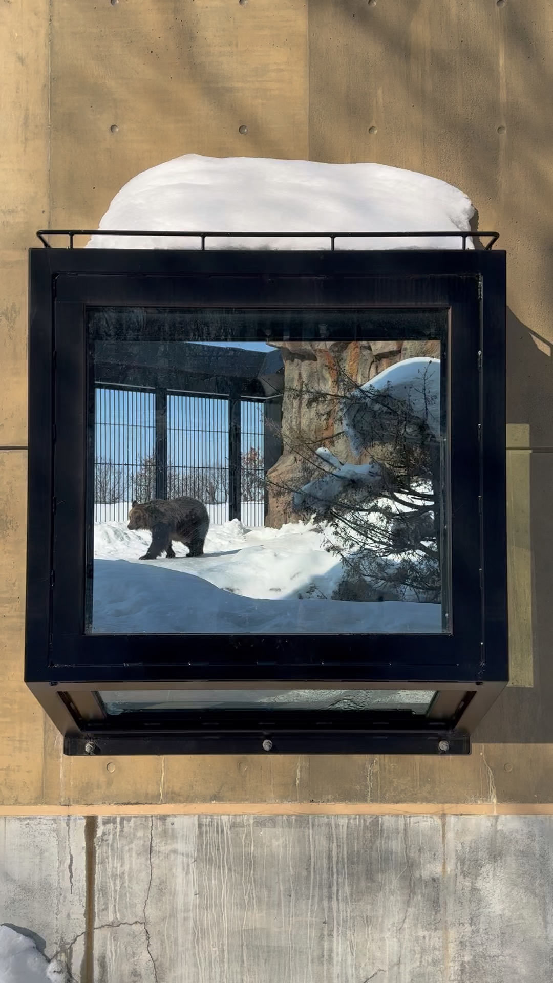 Bear seen through a viewing window at Asahiyama Zoo