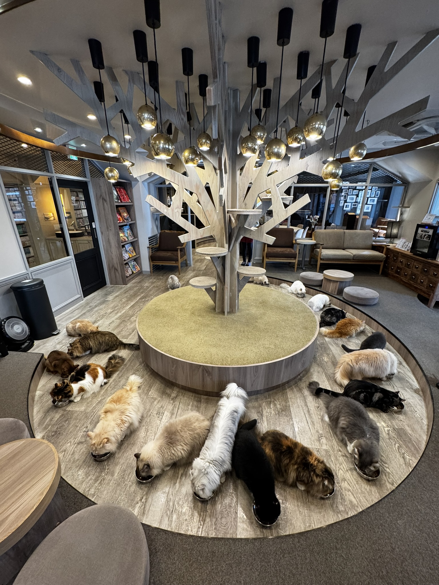 Cats gathered around the central tree platform during feeding time at Shibuya Cat Lounge MOCHA