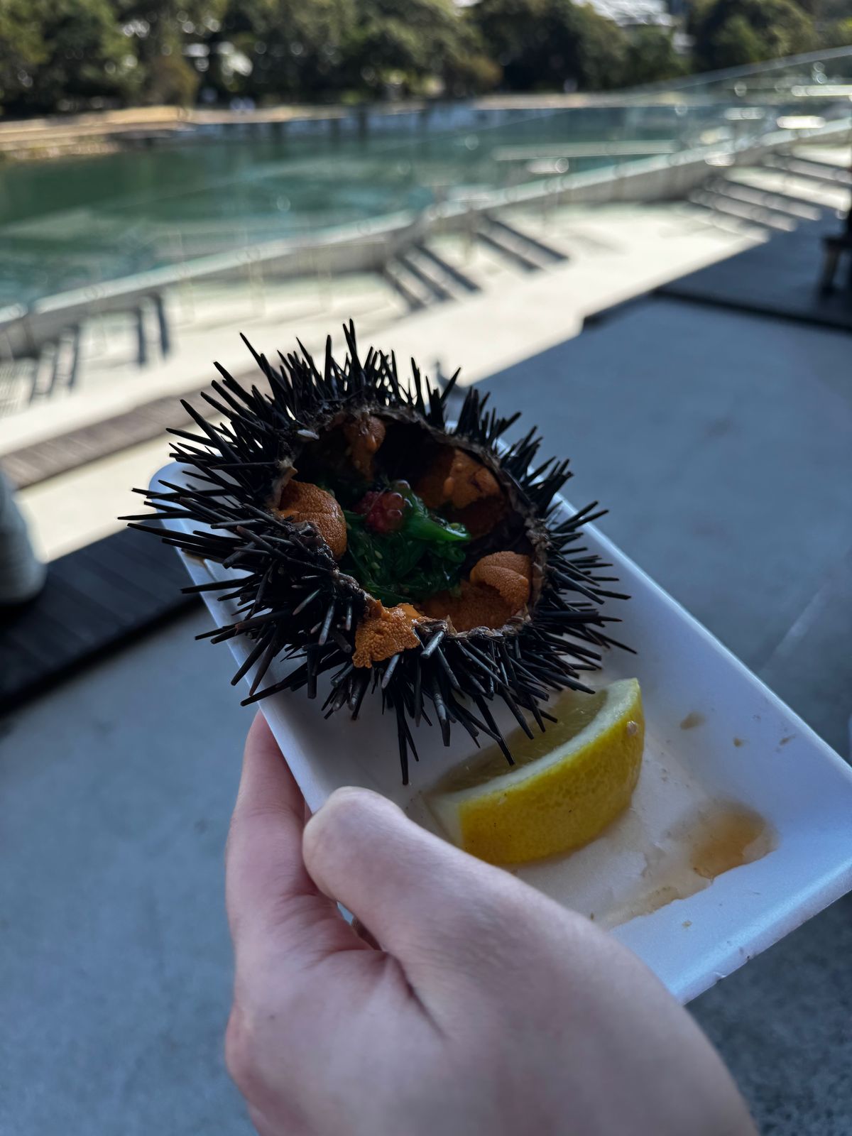 A whole sea urchin opened and held up on a plate over the water at Sydney Fish Market